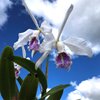 Cattleya maxima semialba.2
